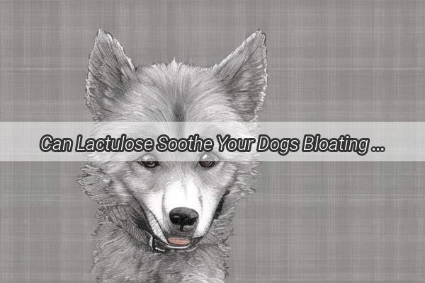 Can Lactulose Soothe Your Dogs Bloating Woes Discover the Truth Behind This Gastrointestinal Remedy